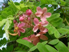 Burmai Rózsaszín Kasszia - Különleges évelők az Egzotikus Növények Stúdiója kínálatából